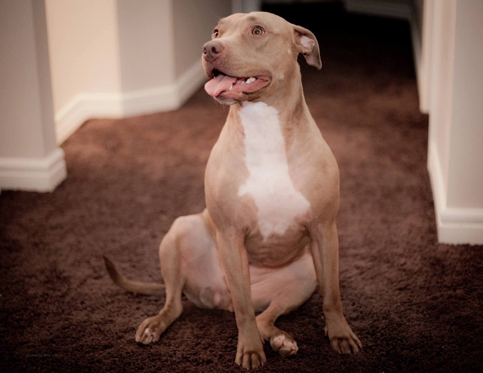 A pit bull sitting square on a carpeted floor indoors, mouth open and ears soft