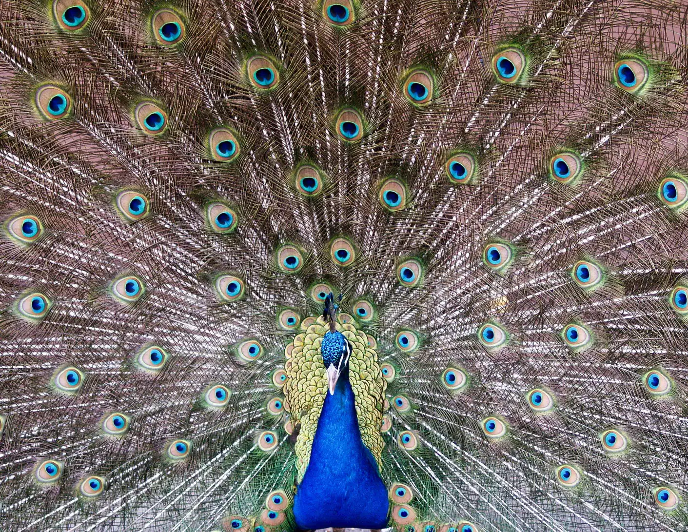 A peacock in full display in a park enclosure, the fanned tail filling the frame behind its blue head