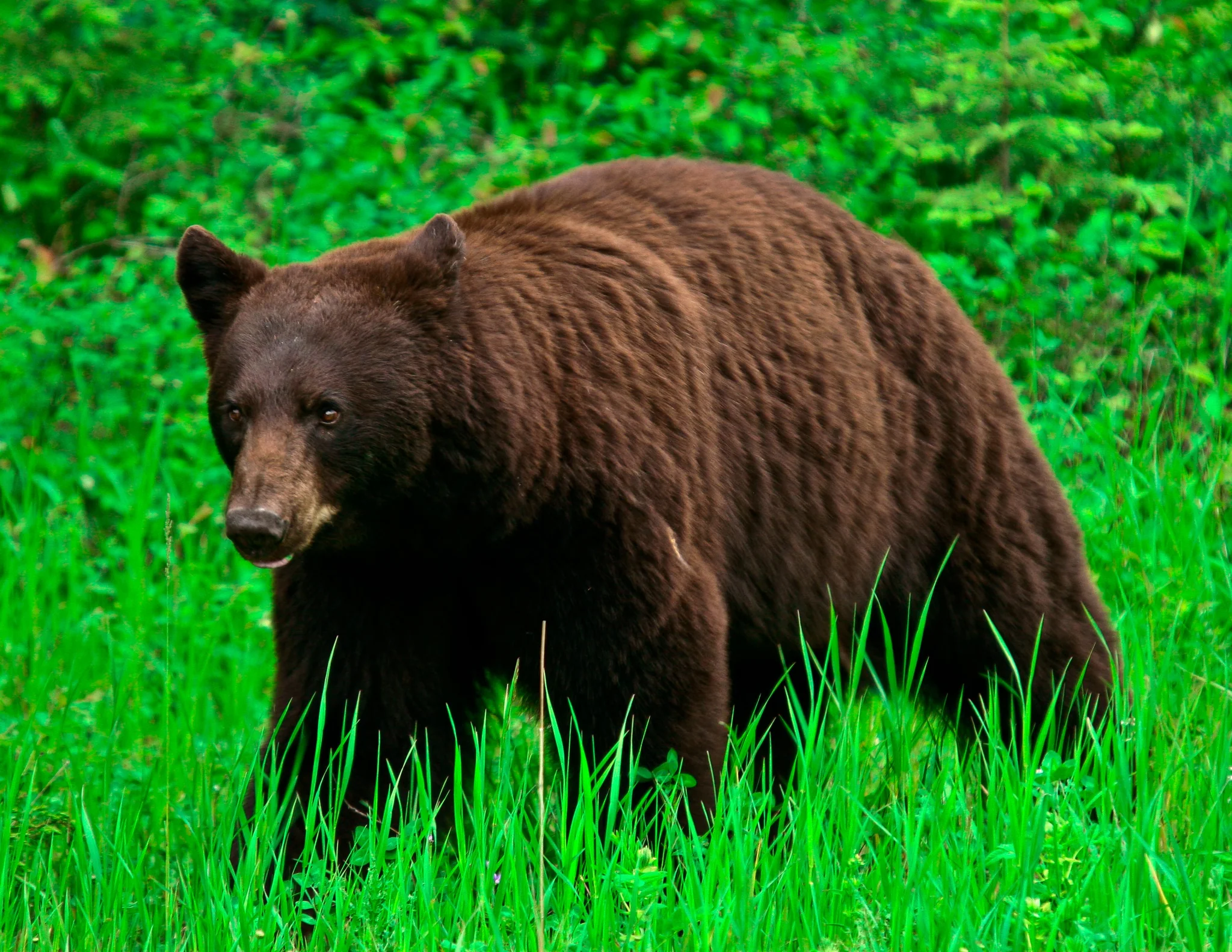 A black bear grazing through vivid green spring grass, head turned toward the camera