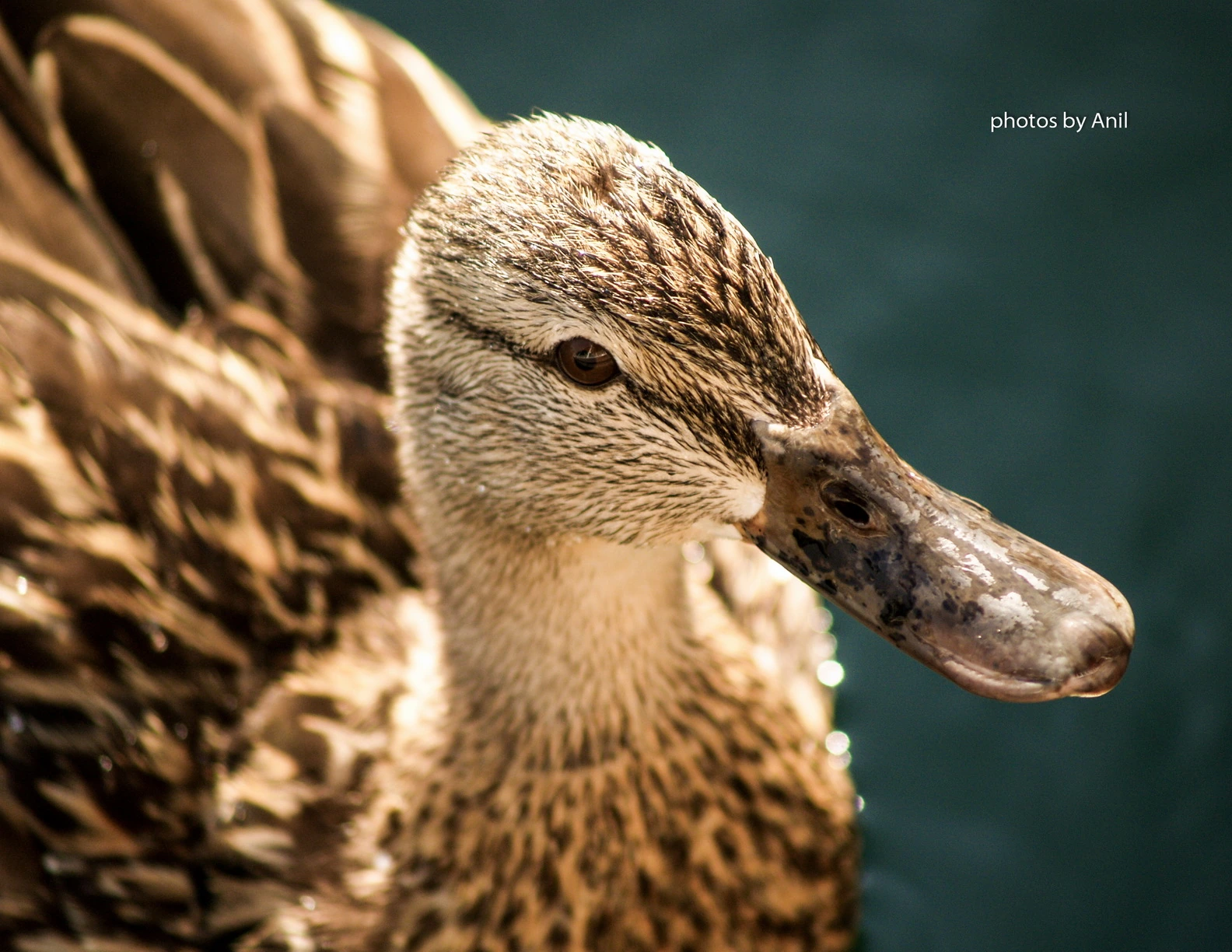 A duck in profile at close range, every feather of its head and neck picked out in warm light