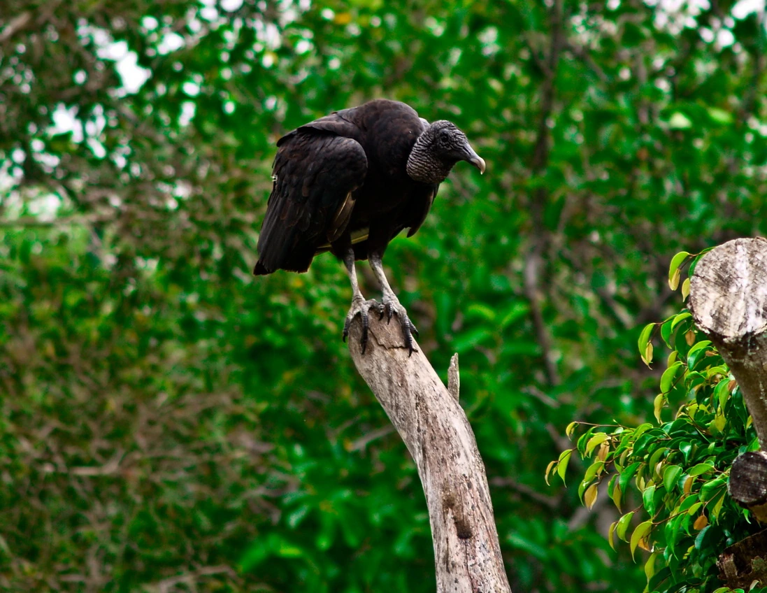 A dark-plumaged bird perched on a bare snag, wings folded, summer green behind it
