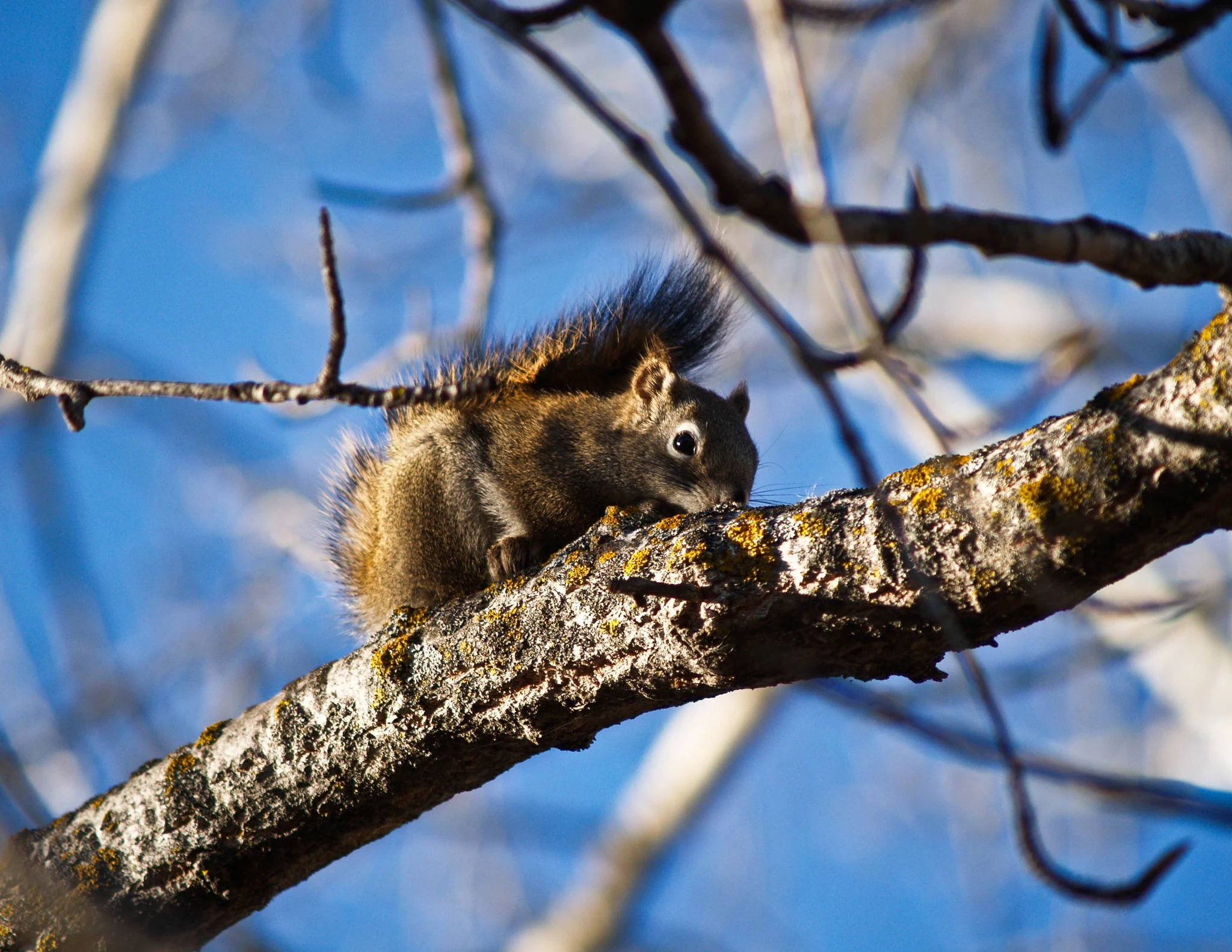 A red squirrel pausing high on a bare poplar branch, blue sky behind it