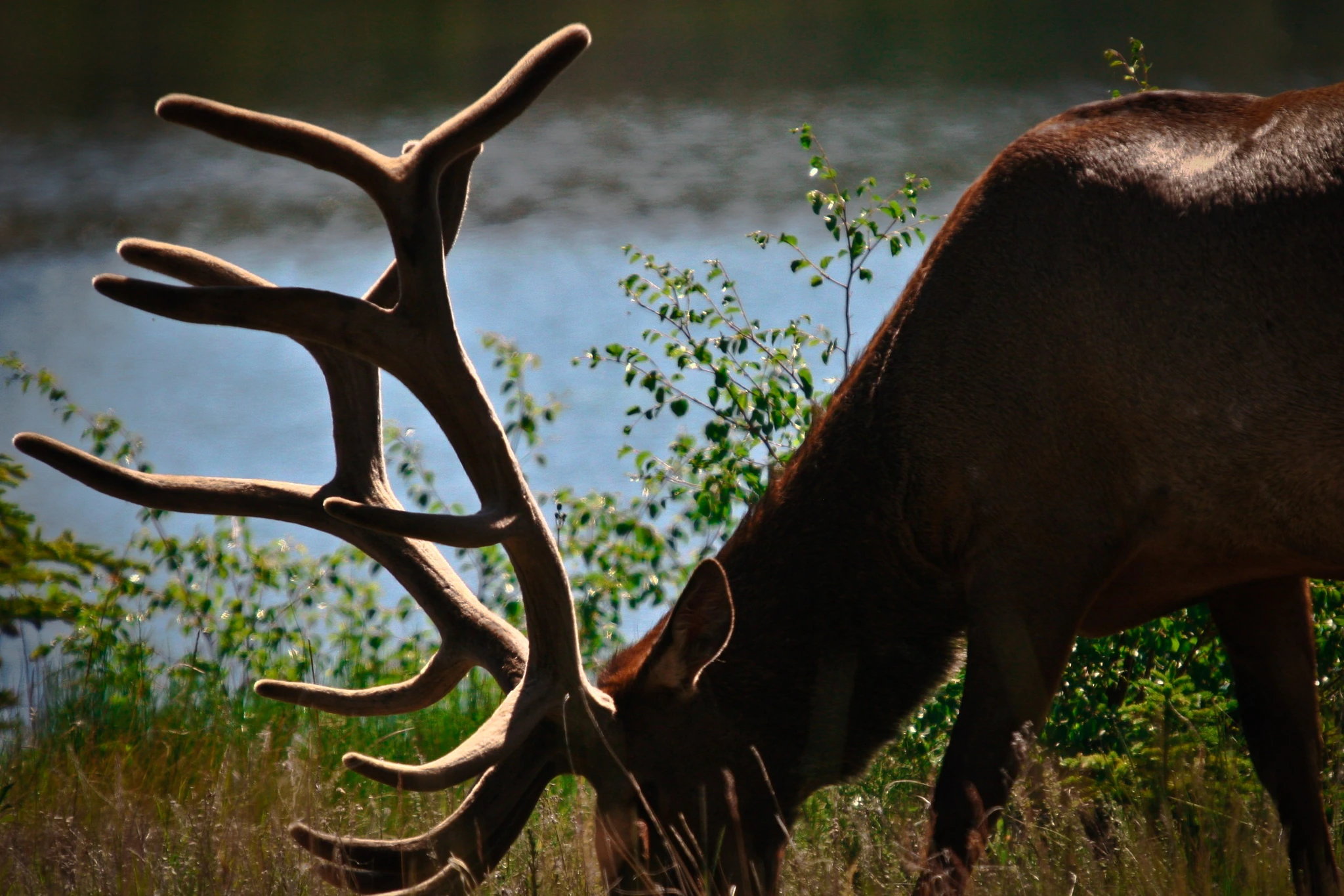 A bull elk with a full rack of antlers, browsing at a lakeshore in early spring