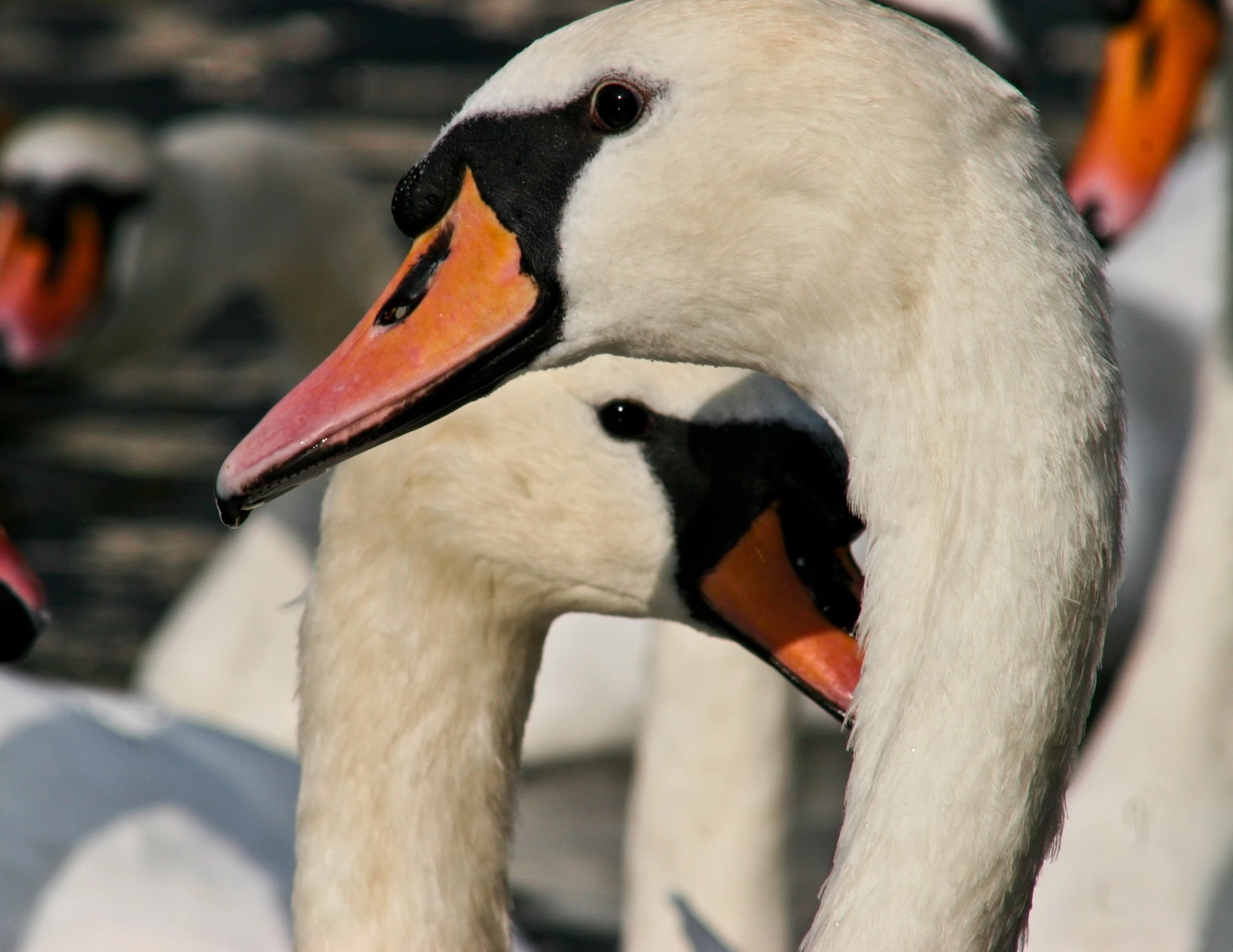 Two mute swans close in, orange bills and black masks sharp against white feathers