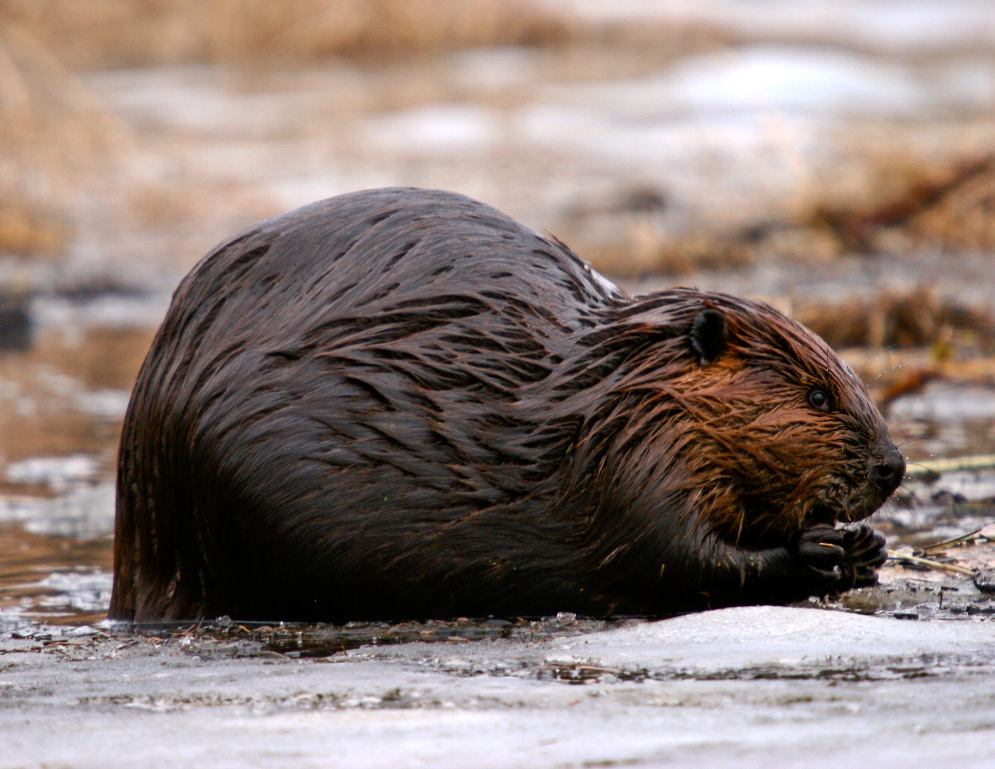 A beaver feeding at the waterline on a stony shore, wet fur catching the light