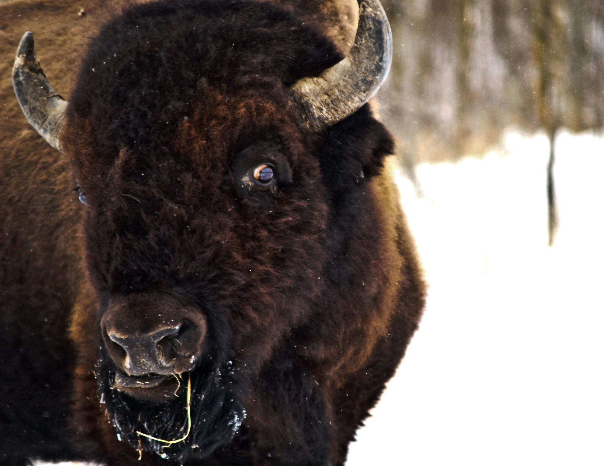 A bison head-on in deep snow, ice crusted on its muzzle and dark horns