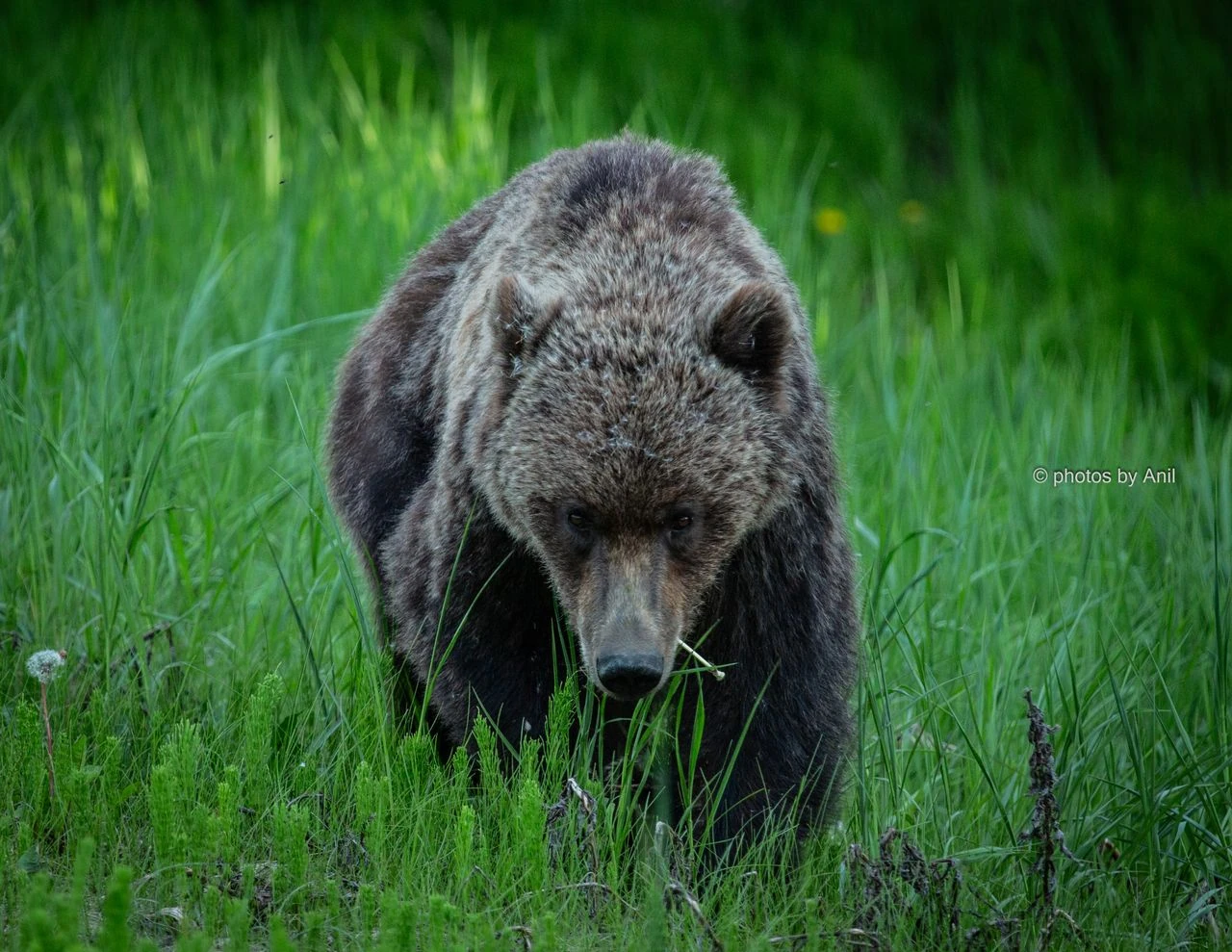 Wildlife photograph by Anil Somaia