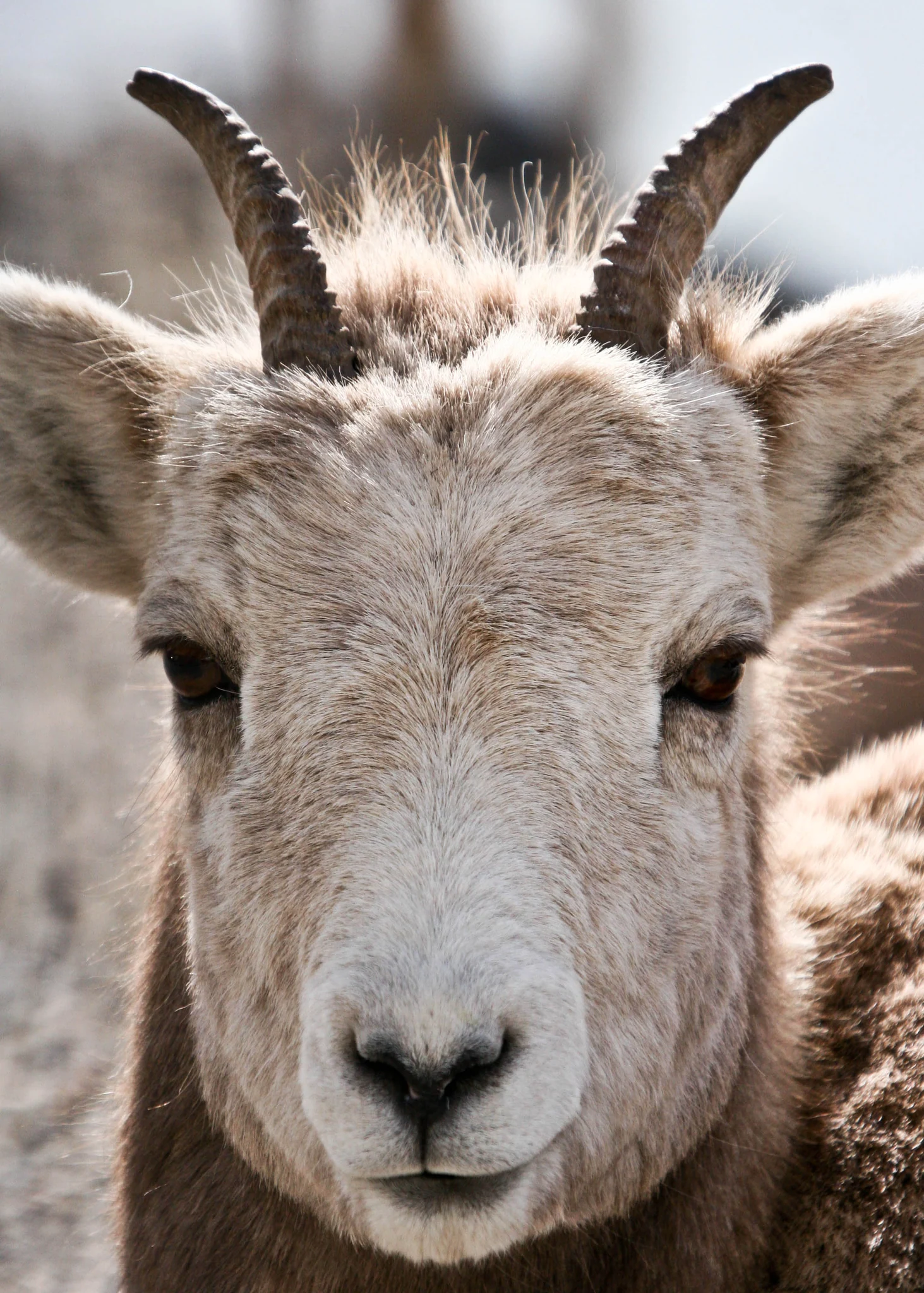 A young bighorn sheep looking directly into the lens, slender dark horns curving back