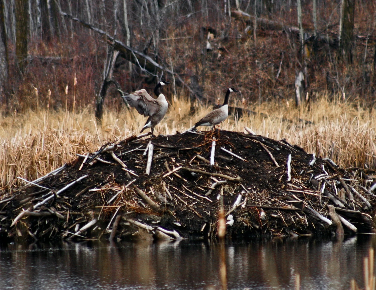 Canada geese standing on a beaver lodge at the edge of a still, wooded pond