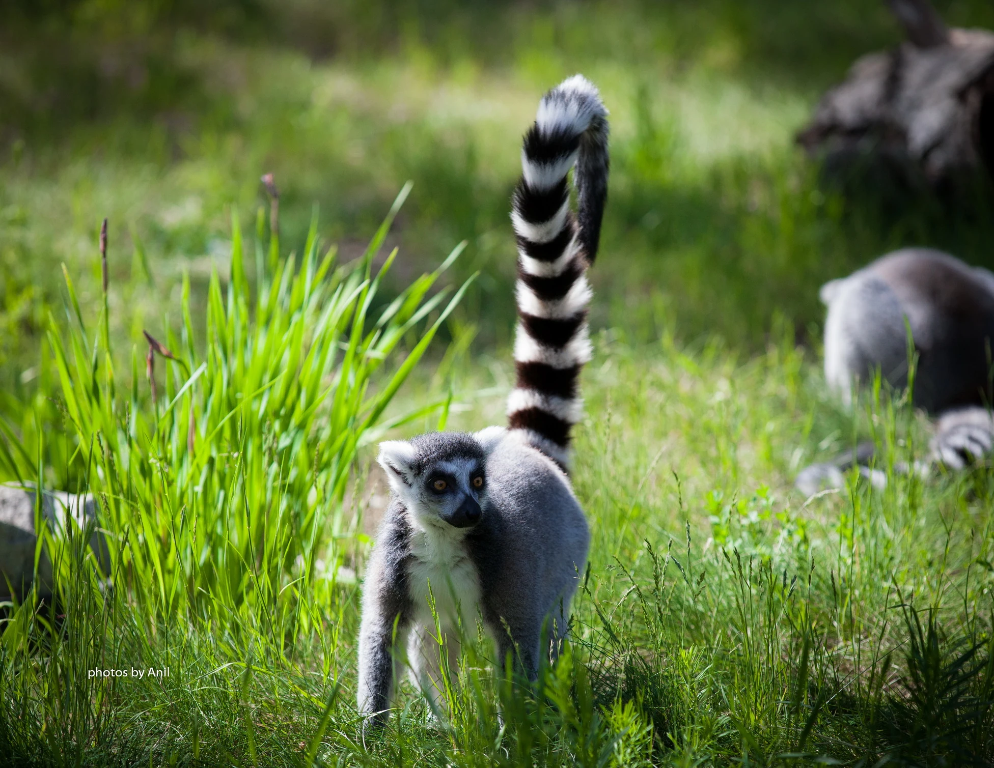 Ring-tailed lemurs in long grass in a zoo enclosure, one standing with its striped tail raised