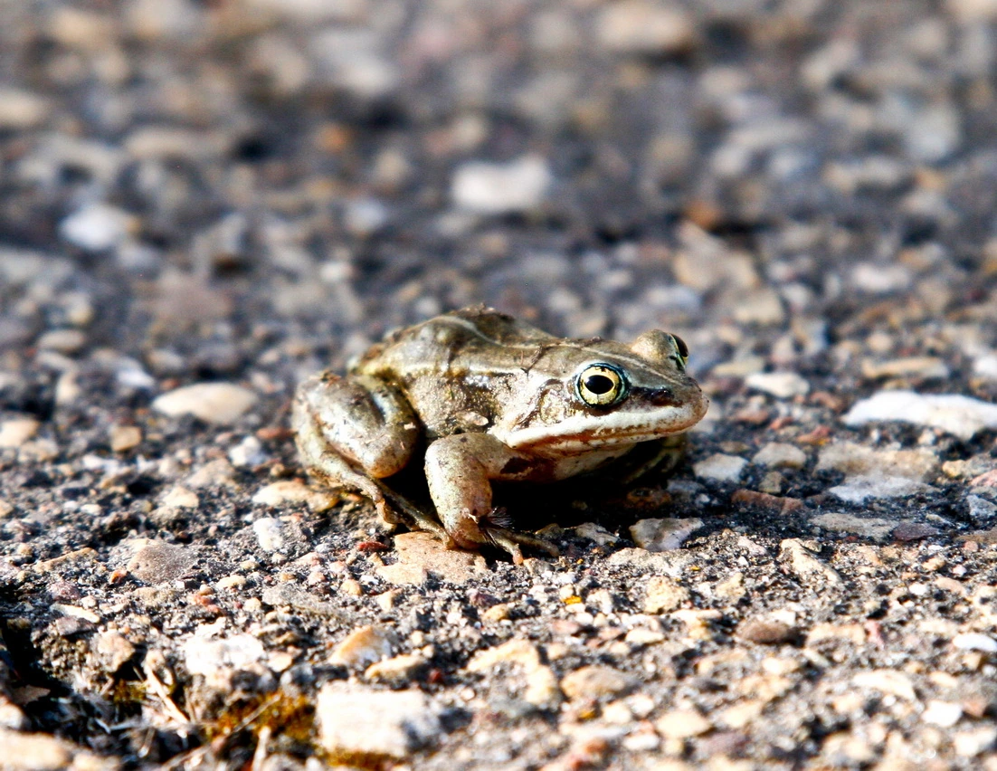 A frog sitting still on wet gravel, its eye catching the light