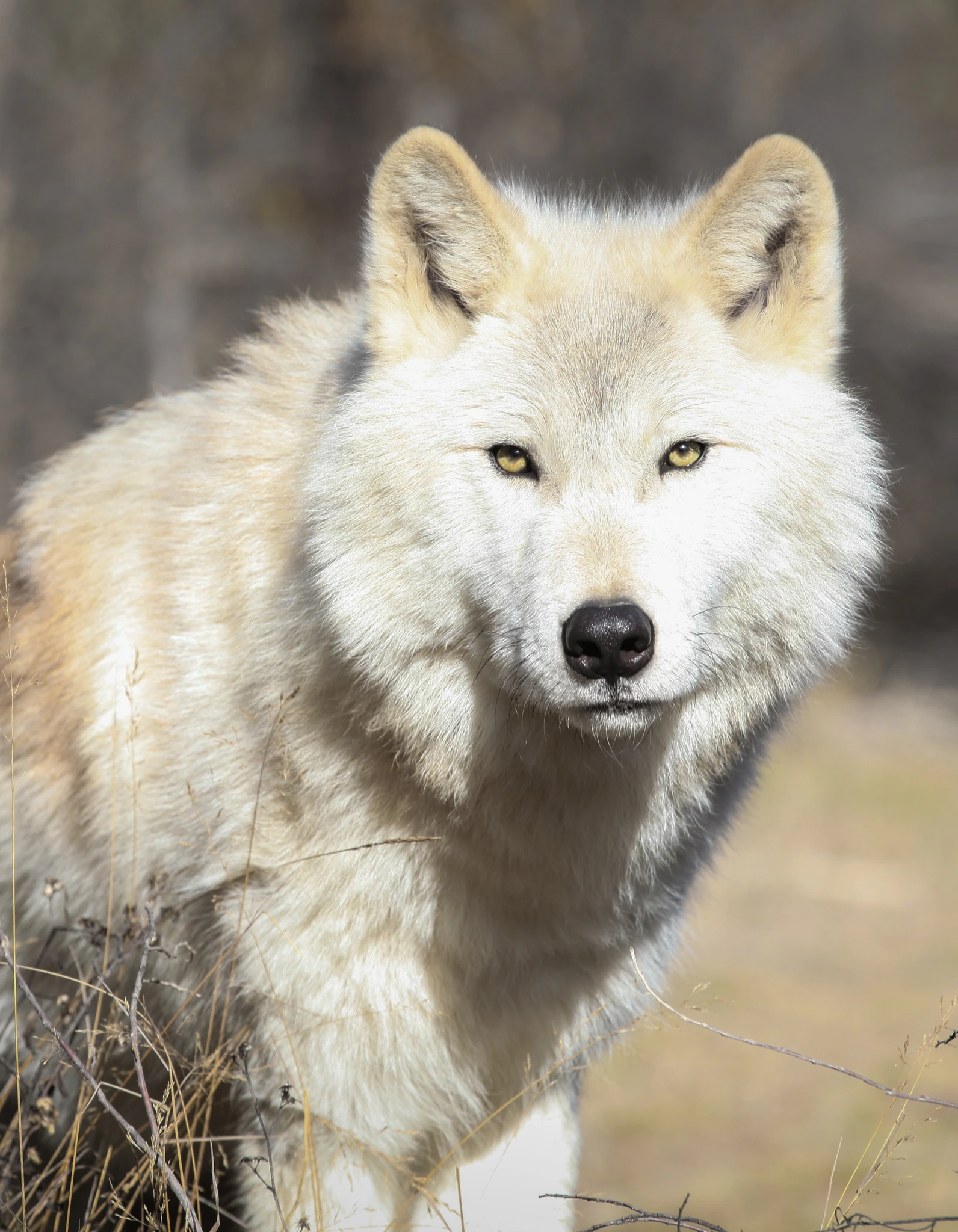 A white wolf walking straight toward the camera through dry golden grass, eyes fixed on the lens